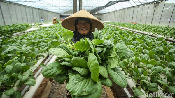 Intip Panen Sawi Hijau Hidroponik di Green House Rusun Marunda