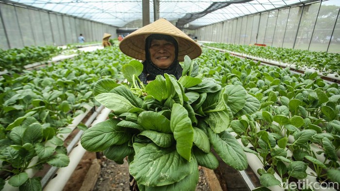 Mengintip Panen Hidroponik Cesim dengan Sistem Green House di Rusun Marunda Green House Cesim di Rusun Marunda, Jakut ini memiliki luas 800 meter persegi. Biasanya green house ini mampu memproduksi sayur hingga 40 kilogram sekali panen.