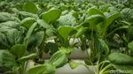 Intip Panen Sawi Hijau Hidroponik di Green House Rusun Marunda