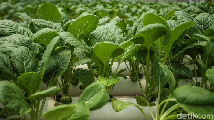 Green House Cesim di Rusun Marunda, Jakut ini memiliki luas 800 meter persegi. Biasanya green house ini mampu memproduksi sayur hingga 40 kilogram sekali panen.