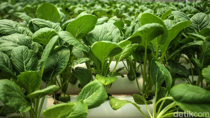 Apakah Sawi Hijau Boleh Dimakan Pengidap Asam Urat? Begini Penjelasannya