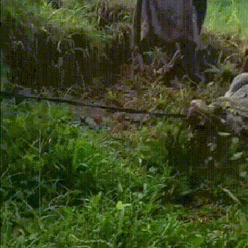 Penangkaran buaya di Jalan Perintis Kemerdekaan di Kampung Gunung Calung, Cianjur, jebol. Akibatnya, beberapa ekor buaya lepas dan berkeliaran di permukiman warga.