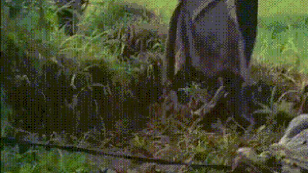 Penangkaran buaya di Jalan Perintis Kemerdekaan di Kampung Gunung Calung, Cianjur, jebol. Akibatnya, beberapa ekor buaya lepas dan berkeliaran di permukiman warga.