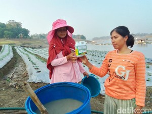 Cara Petani Saguling Atasi Sulitnya Akses Pupuk Bersubsidi