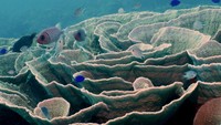 Melalui Baited Remote Underwater Video System (BRUVS) yang dioperasikan selama 3,600 menit pengamatan, para peneliti hanya mendapati beberapa predator di kawasan ini yang di antaranya meliputi blacktip reef shark, bluespotted ribbontail ray, giant moray eel dan spotted moray eel (Gymnothorax isingteena). Foto: Konservasi Indonesia