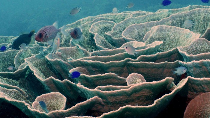 Prilly Latuconsina dan Konservasi Indonesia melalukan tagging hiu paus di Teluk Saleh, NTB. Prilly Latuconsina dan Konservasi Indonesia melalukan tagging hiu paus di Teluk Saleh, NTB.