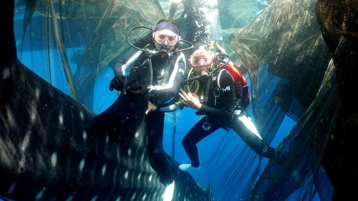 Prilly Latuconsina dan Konservasi Indonesia melalukan tagging hiu paus di Teluk Saleh, NTB.