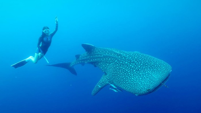 Prilly Latuconsina dan Konservasi Indonesia melalukan tagging hiu paus di Teluk Saleh, NTB. Prilly Latuconsina dan Konservasi Indonesia melalukan tagging hiu paus di Teluk Saleh, NTB.