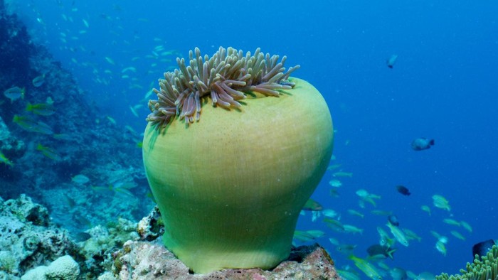 Prilly Latuconsina dan Konservasi Indonesia melalukan tagging hiu paus di Teluk Saleh, NTB.