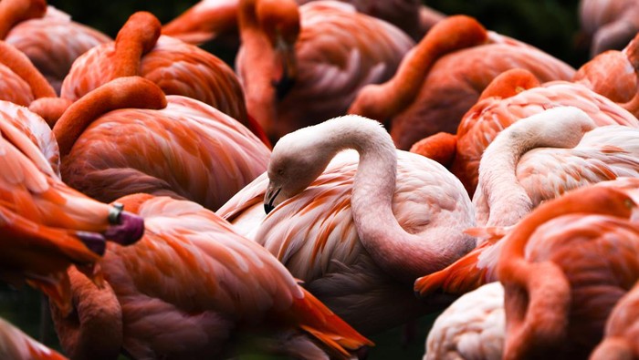Resplendent Quetzal or Pharomachrus mocinno watches over a chick in a nest at the Monteverde Cloud Forest Reserve near Monteverde, Costa Rica, Wednesday, May 23, 2007.  Recent climate change studies establish the link between global warming and amphibian disappearances and extinctions, according to Dr. Alan Pounds, who has been studying climate change and frog declines in Monteverde for more than 20 years. Many bird species show signs of varying their ranges as climate change brings fewer moisture laden clouds to the forest. (AP Photo/Kent Gilbert)