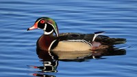 Wood duck adalah burung perahu yang cantik dengan kombinasi warna yang mencolok, termasuk hijau, ungu, dan putih. Mereka dapat ditemukan di hutan hujan danau dan sungai di Amerika Utara. Bruce Bennett/Getty Images.  