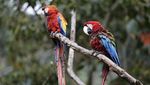 6 Potret Burung Paling Memukau yang Ada di Dunia