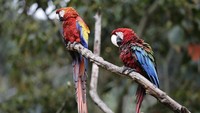 Scarlet macaw adalah salah satu burung tercantik di dunia, terkenal dengan bulu merah, kuning, dan biru yang mencolok. Ditemukan di hutan hujan Amerika Tengah dan Selatan, burung ini adalah simbol keindahan alam. Selain penampilannya yang mencolok, scarlet macaw juga memiliki kecerdasan yang tinggi dan mampu meniru suara manusia. AP Photo/Fernando Vergara  