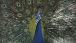 6 Potret Burung Paling Memukau yang Ada di Dunia