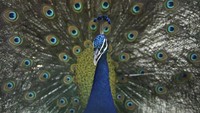 Merak, terutama merak jantan, terkenal dengan ekor panjang yang indah dan warna yang cerah. Burung ini berasal dari India dan beberapa bagian Asia Selatan. Merak jantan dapat membuka ekornya untuk menampilkan pola yang menakjubkan, yang berfungsi sebagai daya tarik untuk menarik betina. AP Photo/Channi Anand  