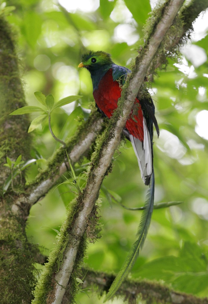 Resplendent Quetzal or Pharomachrus mocinno watches over a chick in a nest at the Monteverde Cloud Forest Reserve near Monteverde, Costa Rica, Wednesday, May 23, 2007.  Recent climate change studies establish the link between global warming and amphibian disappearances and extinctions, according to Dr. Alan Pounds, who has been studying climate change and frog declines in Monteverde for more than 20 years. Many bird species show signs of varying their ranges as climate change brings fewer moisture laden clouds to the forest. (AP Photo/Kent Gilbert)
