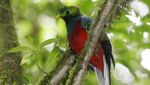 6 Potret Burung Paling Memukau yang Ada di Dunia