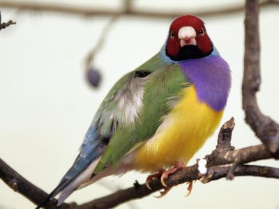 6 Potret Burung Paling Memukau yang Ada di Dunia