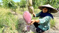 Purna PMI menunjukkan mangga yang dibudidayakan dalam program Purnama Subang.