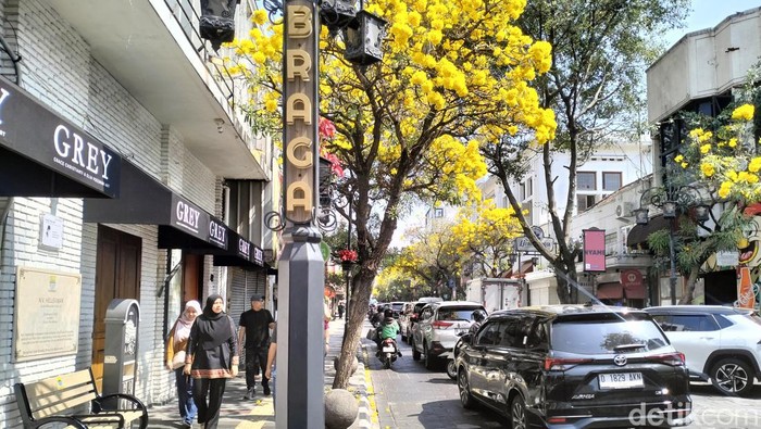 Bunga Tabebuya mekar di Jalan Braga, Kota Bandung.