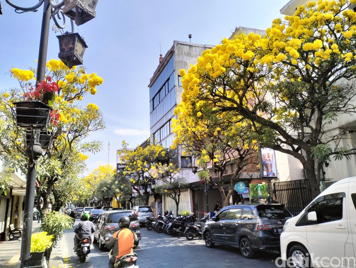Bunga Tabebuya mekar di Jalan Braga, Kota Bandung.
