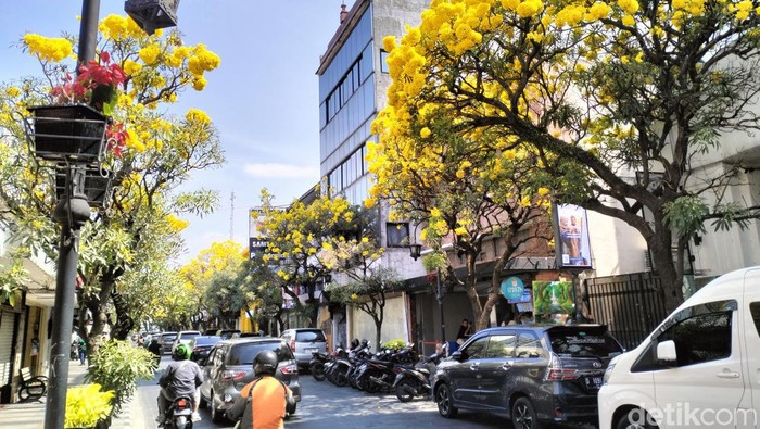 Bunga Tabebuya mekar di Jalan Braga, Kota Bandung.