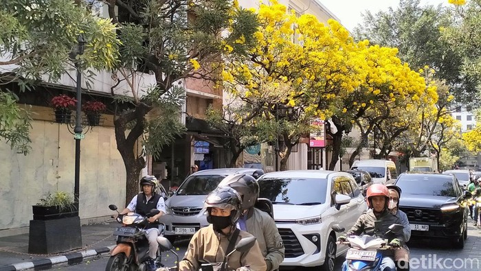 Bunga Tabebuya mekar di Jalan Braga, Kota Bandung.