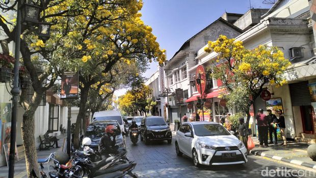 Bunga Tabebuya mekar di Jalan Braga, Kota Bandung.