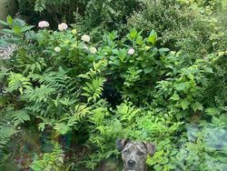 Coba Cari Kucing yang Sembunyi di Deretan Foto Ini, Matanya Harus Jeli