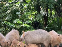 Coba Cari Kucing yang Sembunyi di Deretan Foto Ini, Matanya Harus Jeli