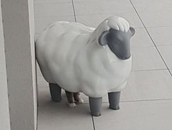 Coba Cari Kucing yang Sembunyi di Deretan Foto Ini, Matanya Harus Jeli