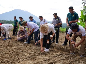 Tingkatkan Produksi Beras, Distan Karangasem Akan Tanam 200 Hektare Padi Gogo