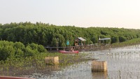 Selain sunset, destinasi wisata ini juga menyajikan keindahan rimbunnya hutan bakau (mangrove). Pemandangan hijau yang asri dapat menghadirkan suasana yang menenangkan bagi para pengunjung. (Foto: Rada Dhe Anggel/detikSulsel)