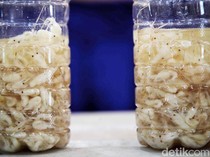 149 Ribu Ekor Benih Lobster yang Disita di Lampung Berasal dari Jawa