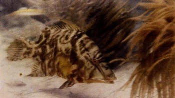 Pada tahun 1926 fotografer National Geographic Charles Martin dan ahli botani William Longley mengambil foto bawah air pertama berwarna. Diambil dari Florida Keys, itu menunjukkan seekor hogfish. Duo ini mengambil bidikan perintis ini dengan membungkus kamera dalam rumah tahan air dan menggunakan lampu kilat bertenaga magnesium Foto: MyModernmet