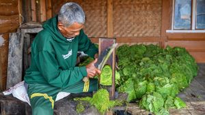 Stok Berlimpah, Harga Tembakau Anjlok!
