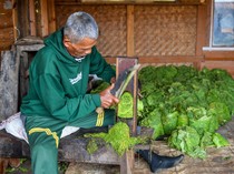 Stok Berlimpah, Harga Tembakau Anjlok!