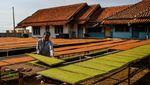Stok Berlimpah, Harga Tembakau Anjlok!