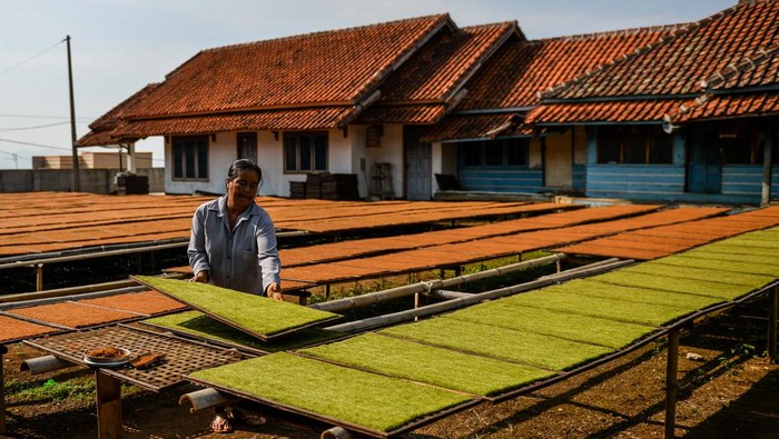 Buruh tani mengiris daun tembakau untuk dikeringkan di Banyuresmi, Tanjungsari, Kabupaten Sumedang, Jawa Barat, Jumat (4/10/2024). Menurut petani tembakau setempat pada awal Oktober 2024 harga tembakau di Kabupaten Sumedang mengalami penurunan sekitar 20 persen menjadi Rp100 ribu per kilogram dibandingkan bulan sebelumnya yang mencapai Rp120 ribu per kilogram yang diperkirakan akibat melimpahnya stok tembakau usai panen. ANTARA FOTO/Raisan Al Farisi/tom.