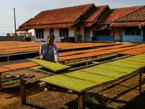 Aturan Tembakau Mau Diperketat, Pedagang Minta Hal Ini
