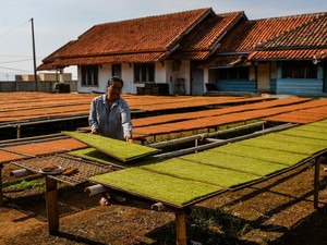 Aturan Tembakau Mau Diperketat, Pedagang Minta Hal Ini