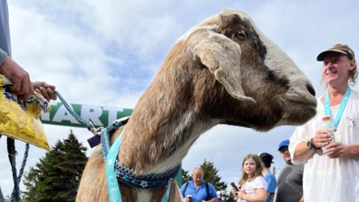 Kambing lepas dari kandang malah ikut half-maraton