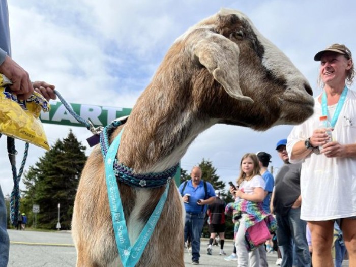 Kambing lepas dari kandang malah ikut half-maraton