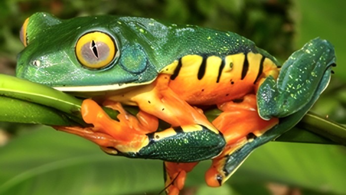 Potret katak splendid