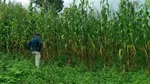 10 Makanan Paling Langka di Dunia yang Nyaris Sulit Ditemui