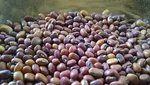 10 Makanan Paling Langka di Dunia yang Nyaris Sulit Ditemui