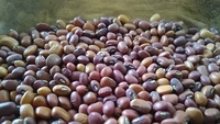 Kacang yang hanya bisa ditemukan di pesisir Atlantik ini terancam punah. Bentuknya sekitar mirip kacang merah tetapi ada karakter pembeda yang hanya populer dikonsumsi oleh orang Afrika Barat dan Tengah. Foto: Smithsonian Mag