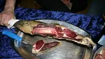 10 Makanan Paling Langka di Dunia yang Nyaris Sulit Ditemui