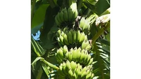 Berbeda dari pisang biasanya, ada jenis pisang bernama kayinja yang hanya tumbuh di tanah Uganda. Saking istimewanya pisang ini bisa diolah menjadi jus dan bir. Foto: Smithsonian Mag
