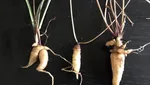 10 Makanan Paling Langka di Dunia yang Nyaris Sulit Ditemui